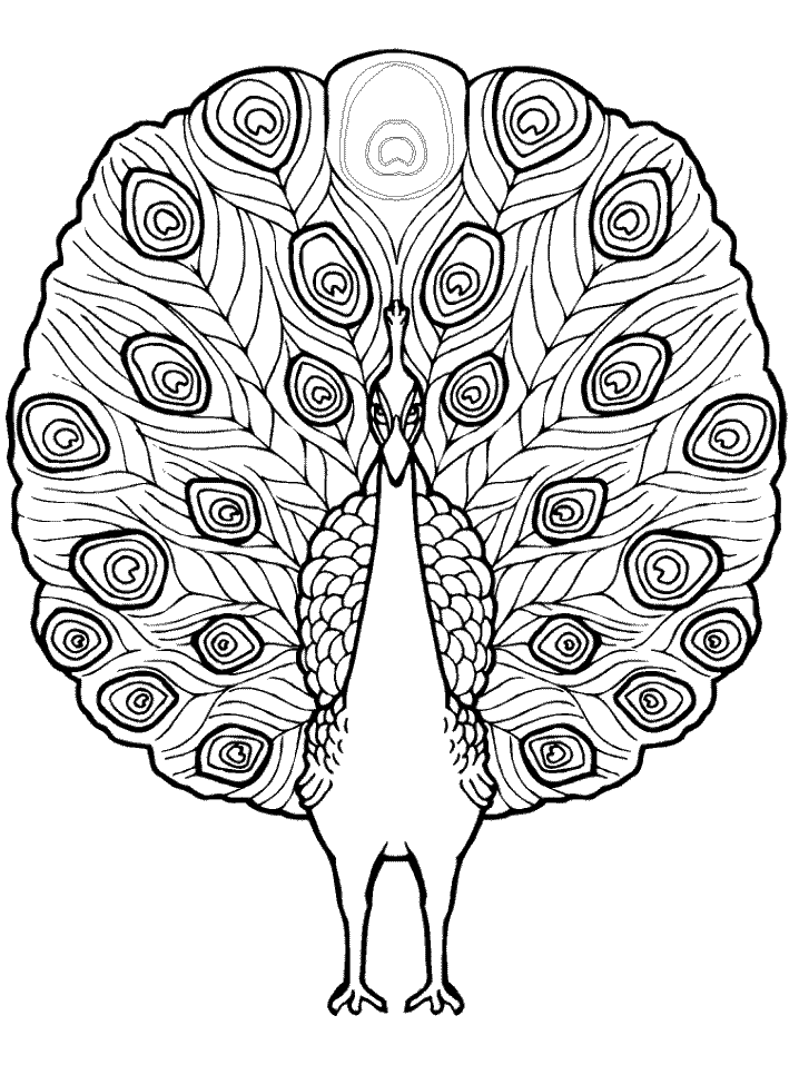 Kolorowanka Paw w Pełnej Odsłonie - Pobierz i Drukuj kolorowanka do druku